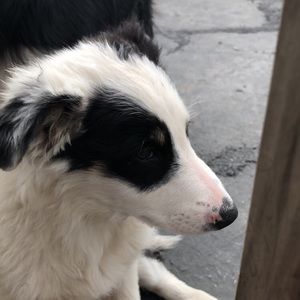 Meet your Posher, Maia